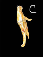 Blessed Chicken Talisman – Dressed with Haitian Oil