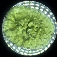 Moldavite Raw Freeform Specimens