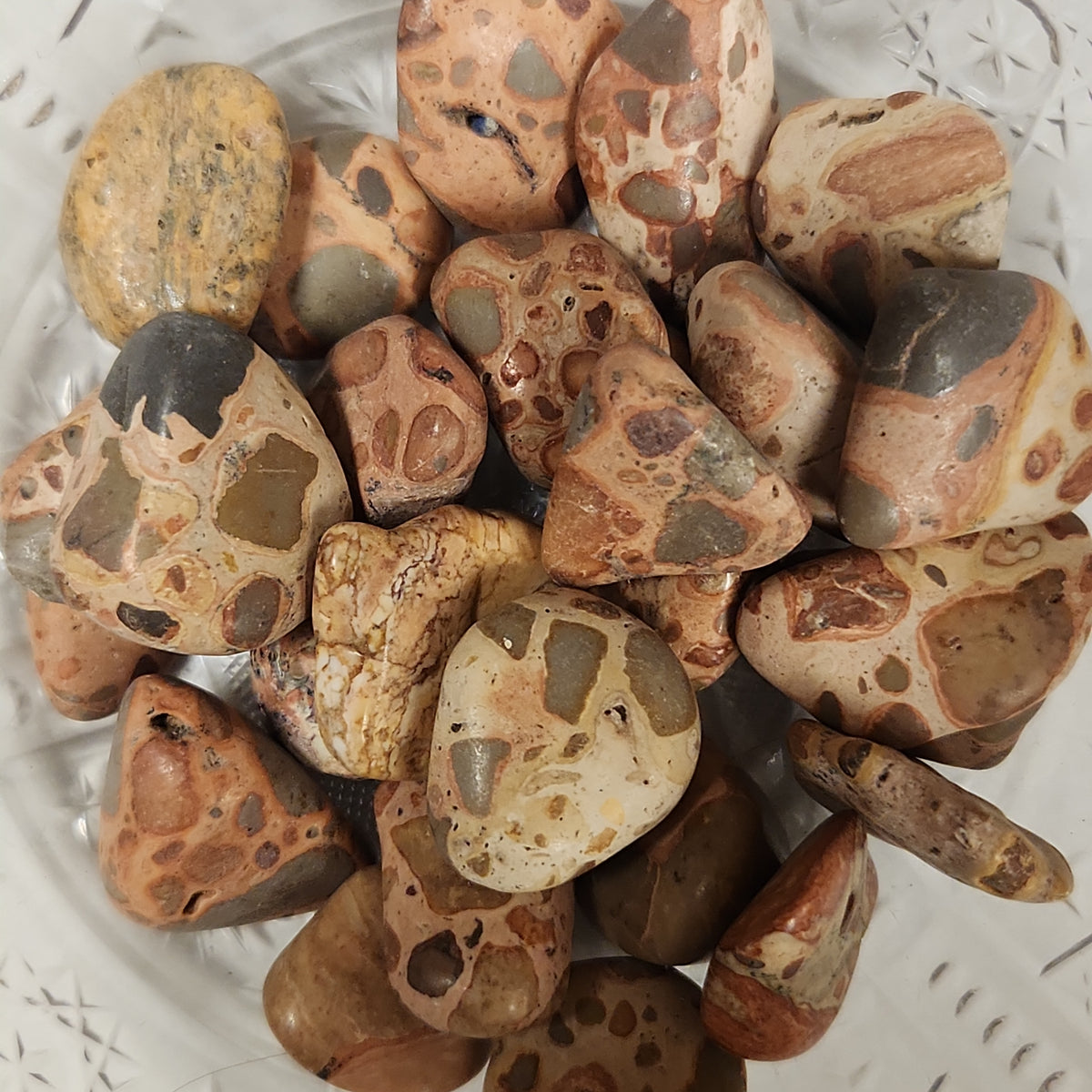 Pudding Stone (PS)| The Lotus Shack