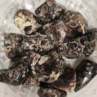 Turritella Agate (TA)