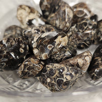 Turritella Agate (TA)