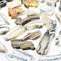 Flat Woolly Mammoth Teeth ~ Fossils ~ Wholesale Crystals