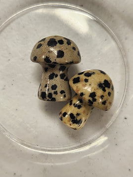 Mini Dalmatian Jasper Mushrooms