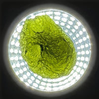 Moldavite Raw Freeform Specimens