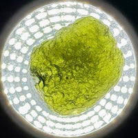 Moldavite Raw Freeform Specimens