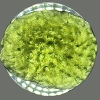 Moldavite Raw Freeform Specimens