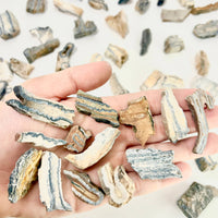 Flat Woolly Mammoth Teeth ~ Fossils ~ Wholesale Crystals