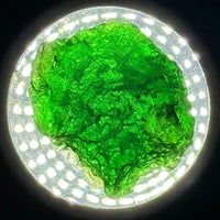 Moldavite Raw Freeform Specimens