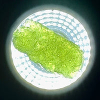 Moldavite Raw Freeform Specimens