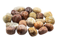Fossil Coral Tumbled 1/2Kg-1Lbs