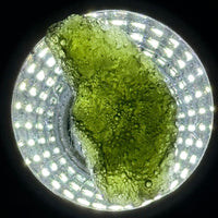 Moldavite Raw Freeform Specimens