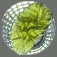 Moldavite Raw Freeform Specimens