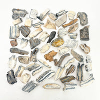 Flat Woolly Mammoth Teeth ~ Fossils ~ Wholesale Crystals