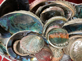 Abalone Shell