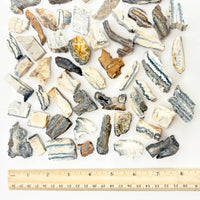 Flat Woolly Mammoth Teeth ~ Fossils ~ Wholesale Crystals
